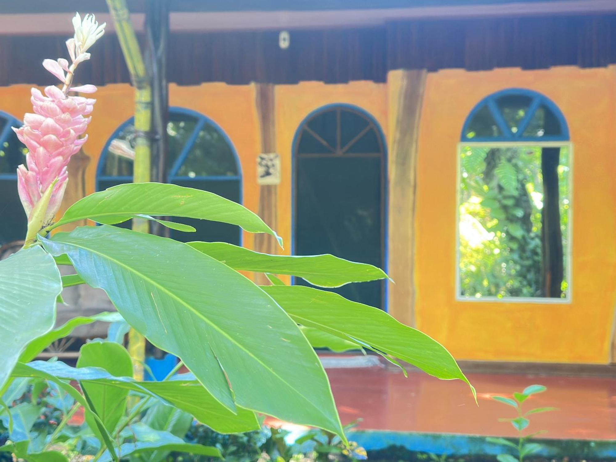La Palapa Hut Nature Hostel Puerto Jimenez Bagian luar foto